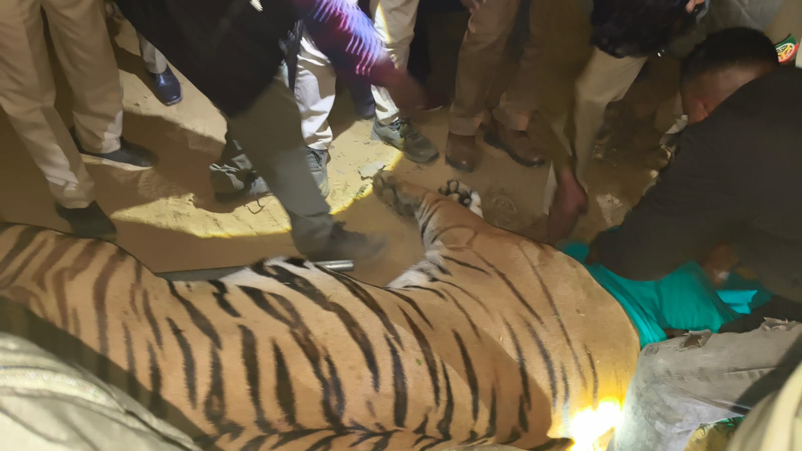 डायना पर डॉ नसीर व सुलोचना पर डॉ दक्ष बैठकर  किया बाघ को ट्रेंकुलाइज    पुनीत संदेश